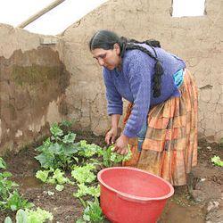 Bernita Choque, in her underground greenhouse, picks leafy green vegetables that will be used to make a vitamin-rich salad for her family of 11 in the Bolivian Altiplano.    