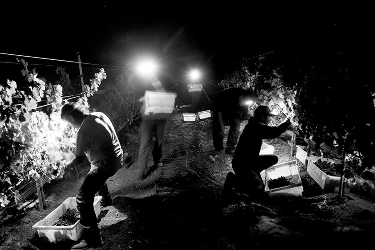 A black-and-white photo shot in the dead of night shows farm workers harvesting grapes under bright flood lights.