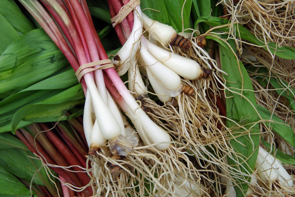 Fresh ramps with roots for farmer market 