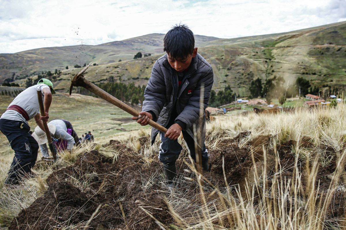 A child works in a crop field at a community in Huancayo, Junin Region, in the mountains in central Peru on November 14, 2023. 