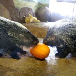 Two African crested porcupines enjoy a pumpkin during Hogle Zoo's annual Thanksgiving Feast With the Beaston Thursday, Nov. 26, 2015, in Salt Lake City.