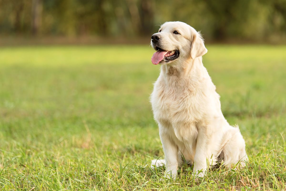 A cream-colored white long haired Labrador sitting in a field of grass looking away from the camera