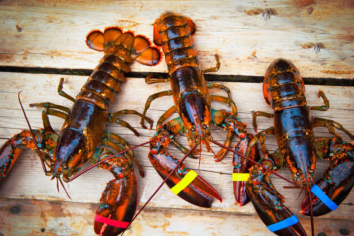 Three fresh lobsters laid out on a wooden surface.