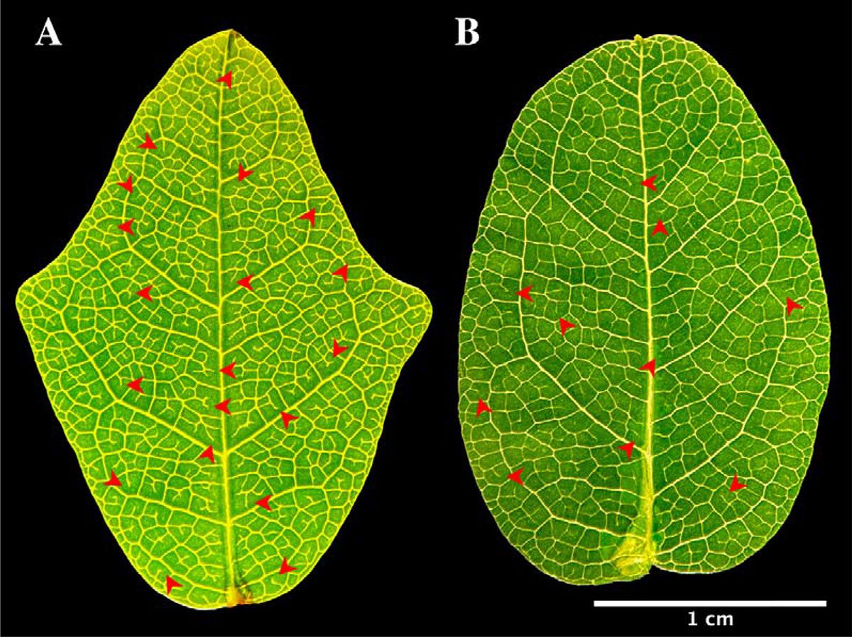 A photo of two leaves side by side, with different colors and vein patterns. 