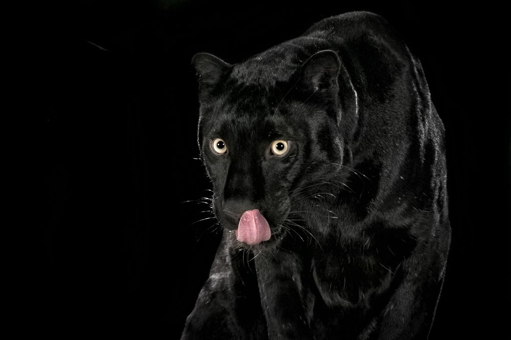 panther-shutterstock*