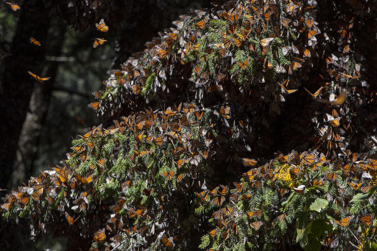 Orange and black butterflies on a tree.
