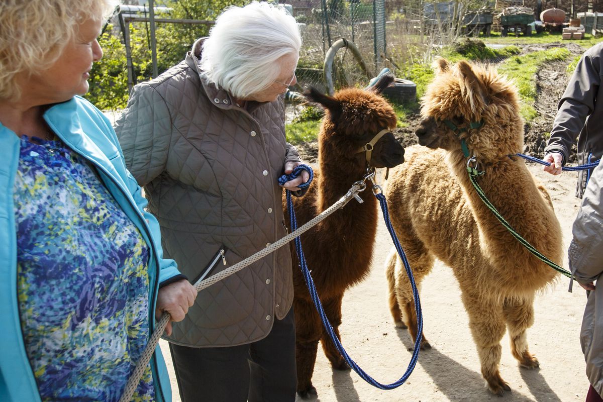 Dementia Patients Visit Alpaca Farm As Therapy