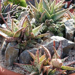 This photo released by Sunshine gardens nursery shows rocks enhancing a composition that features diminutive aloes with a bumpy texture. Design by Howard Vieweg.  (AP Photo/ Sunshine Gardens Nursery,Debra Lee Baldwin)**NO SALES**