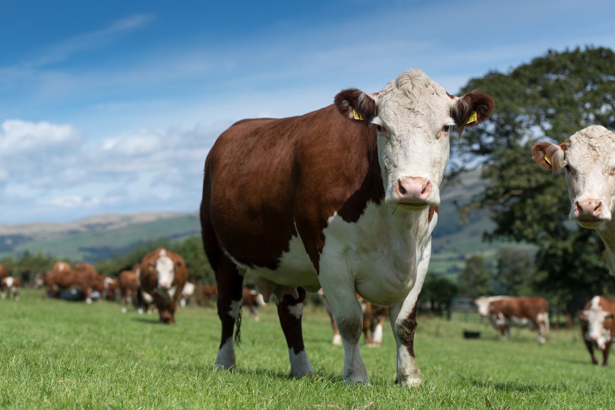 Herd of Hereford beef cattle