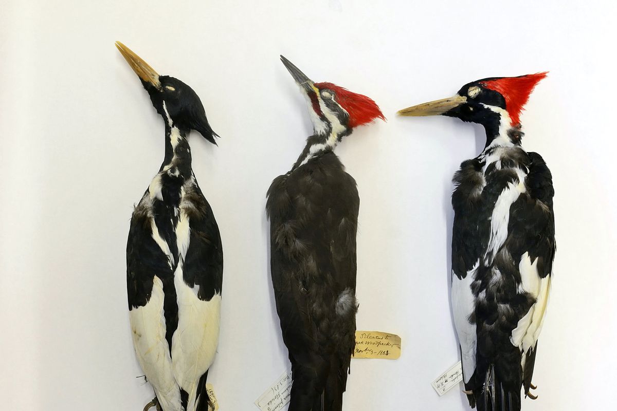 Three dead and preserved woodpeckers lying on a white board.