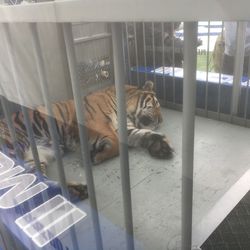 Tom III, a tiger born in August 2008, resides in a small cage in the back of the endzone.