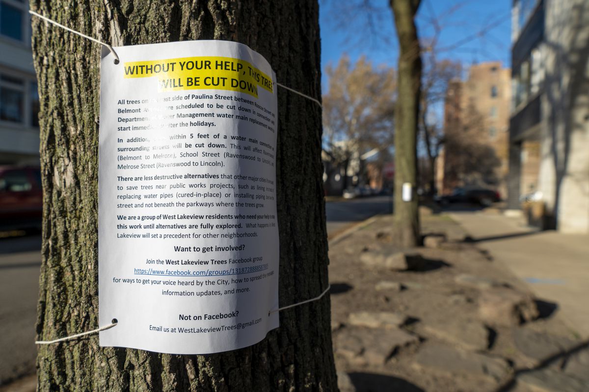 A sign hangs onto one of many trees that line N. Paulina St. between W. Roscoe St. and W. Belmont Ave. that warns that this tree might be cutdown during future water main work, Thursday, Dec. 2, 2021. 