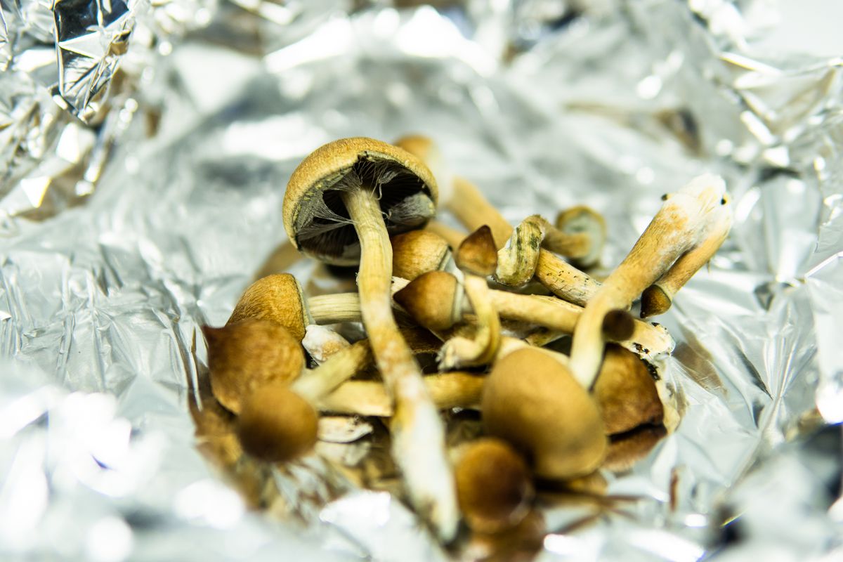 Psychedelic mushrooms on a piece of tin foil. 