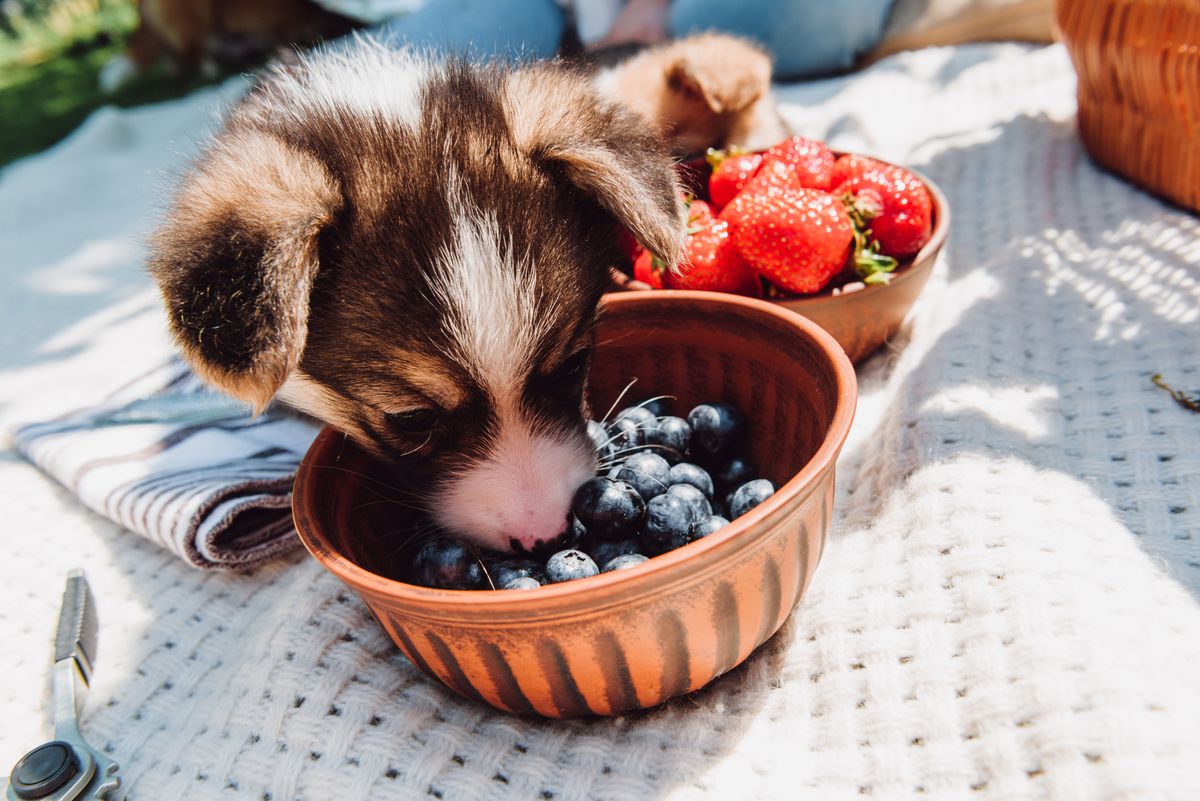 A puppy helps itself to a basket of blueberries.
