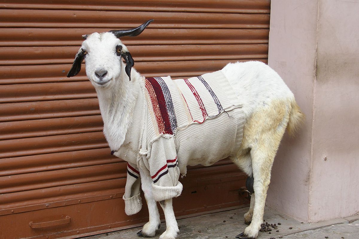 Photo courtesy of Alexander Gorlizki and via <a href="http://modernfarmer.com/2013/11/goats-sweaters/">Modern Farmer</a>.