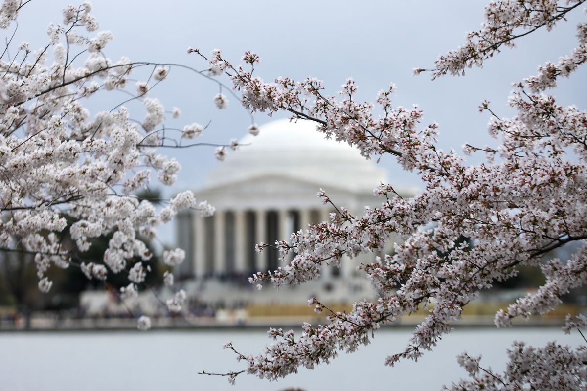Cherry trees are in full bloom as visitors enjoy the view at Tidal Basin on March 26, 2022 in Washington, DC, United States.
