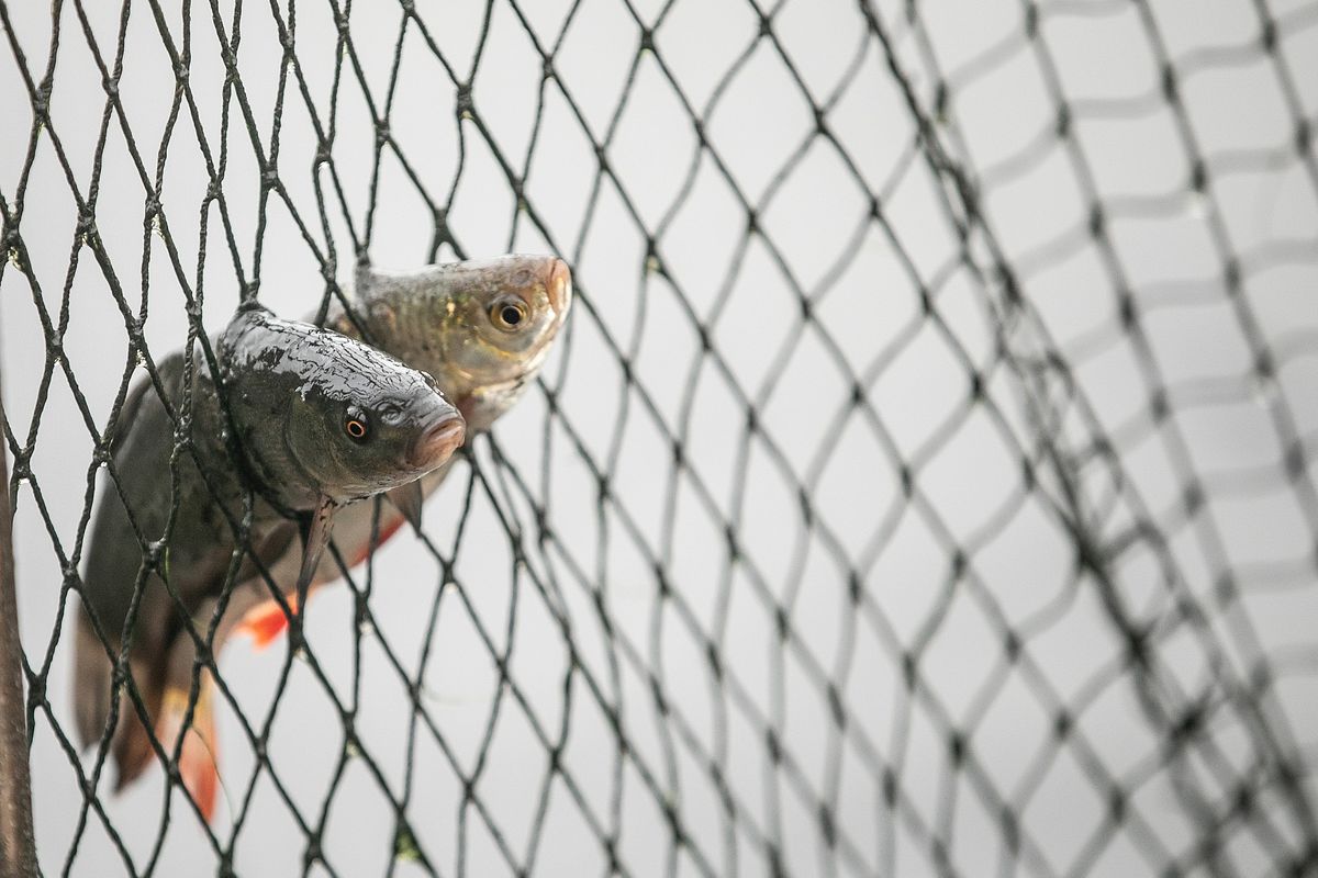 Two fish are seen with their faces protruding out of a fishing net.