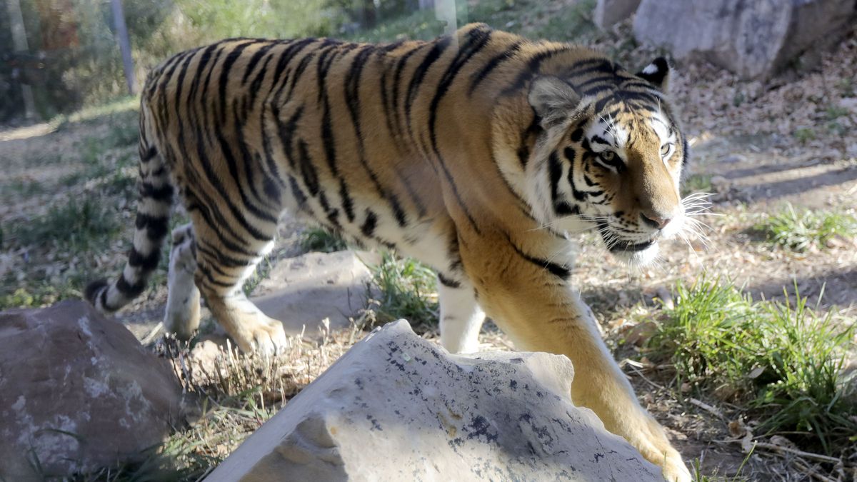 Sasha, a 2-year-old Amur tiger, moves around her new habitat at Utah’s Hogle Zoo in Salt Lake City on Thursday, Dec. 2, 2021. Sasha recently came from the Rolling Hills Zoo in Kansas.