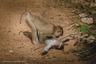 One monkey lies in the dirt while another monkey pokes its chest.