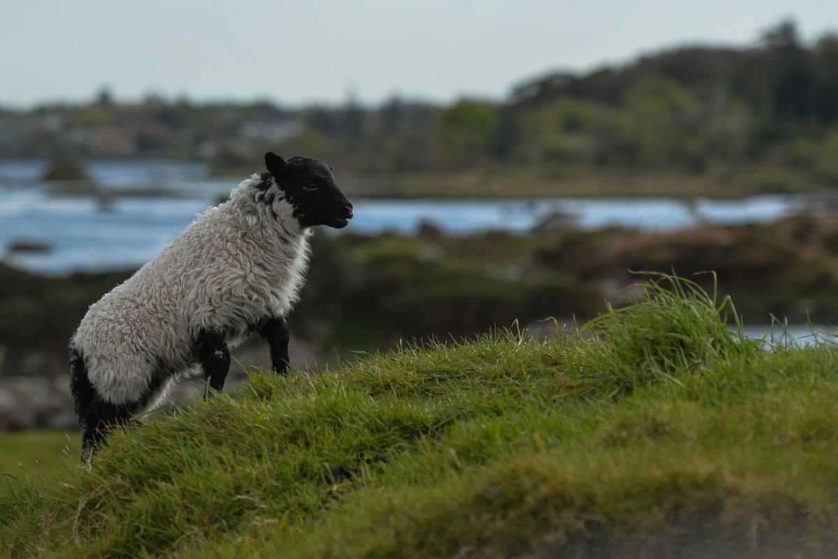 Daily Life In Connemara During COVID-19 Lockdown