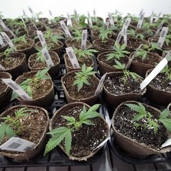 Newly transplanted cannabis cuttings grow in soilless media in pots on Thursday, July 12, 2018, at Sira Naturals medical marijuana cultivation facility, in Milford, Mass.