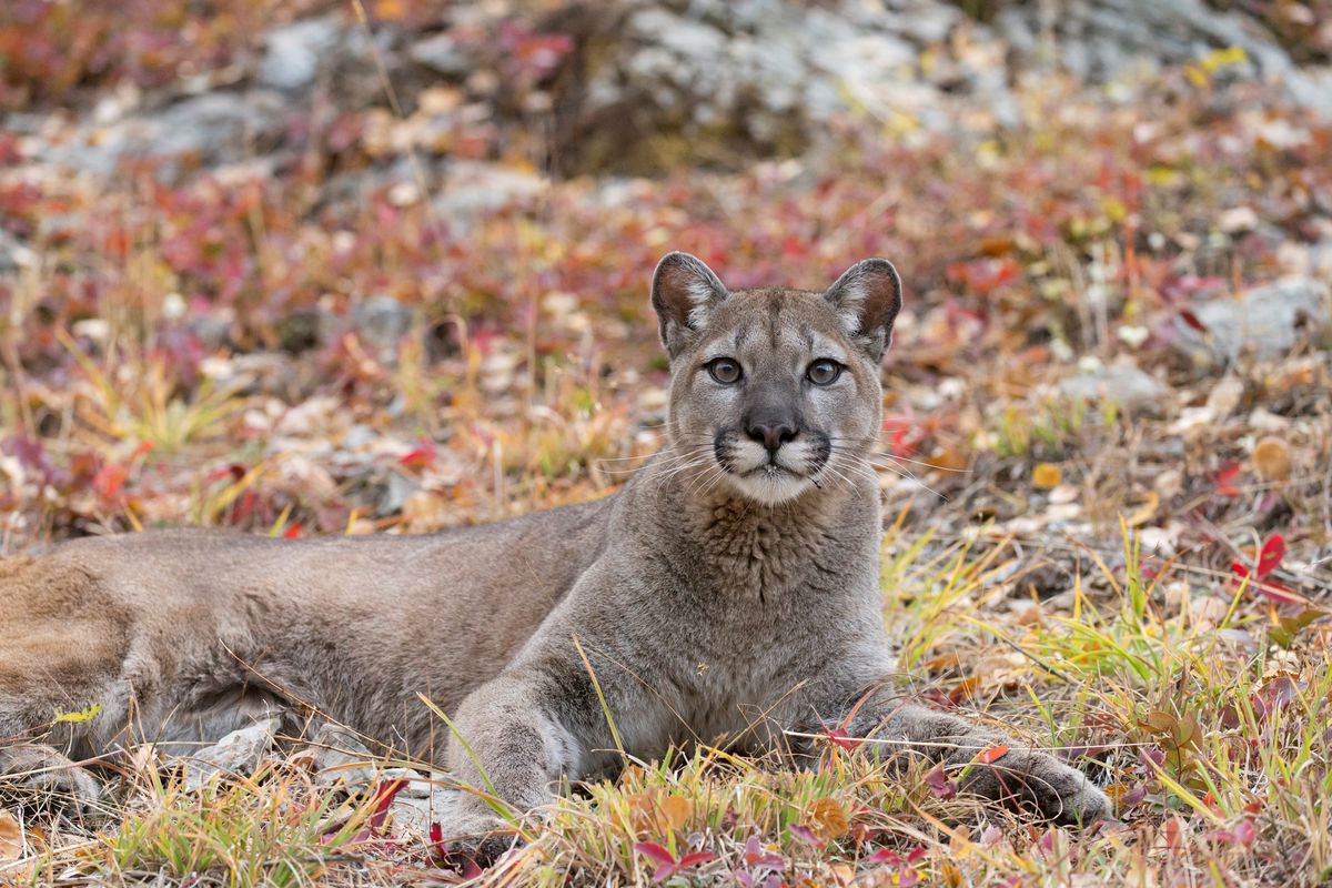 Puma (Felis concolor) adult resting, Montana, USA, October, controlled subject