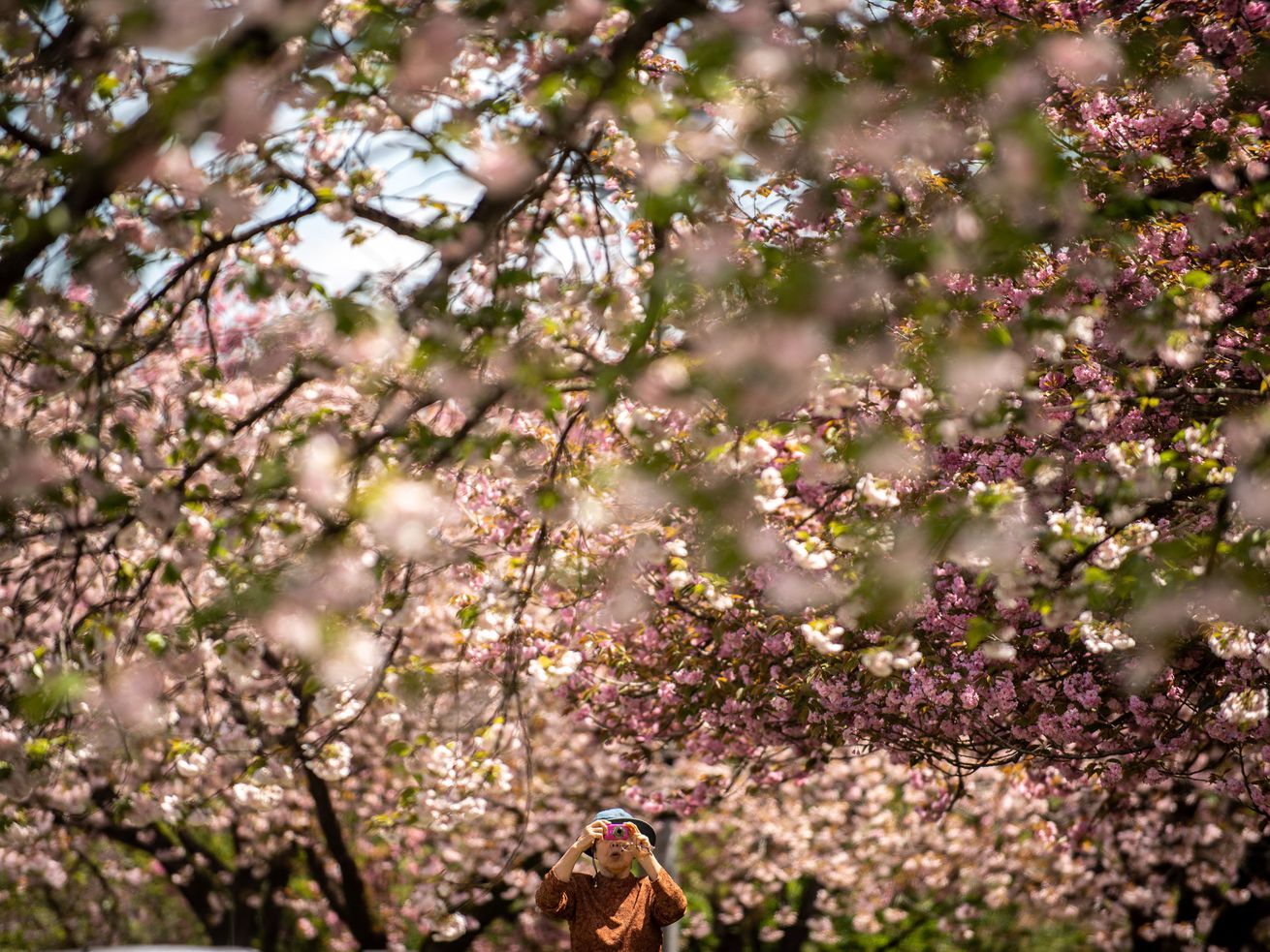 One Good Thing: Watching the cherry blossoms in the end times