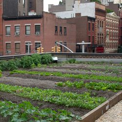The rooftop farm