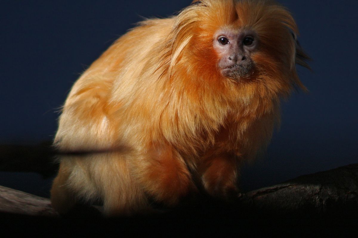 The golden lion tamarin. An endangered species native to the coastal Atlantic forests in Brazil, there are currently about 1,000 individuals left in the wild.