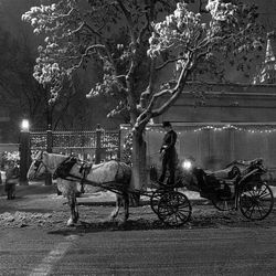 Donnette Hicks drives a horse carriage after a fresh snowfall in downtown Salt Lake City.