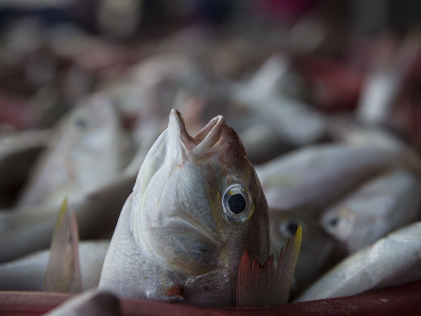 Seafood Fraud Is Literally Everywhere - Eater