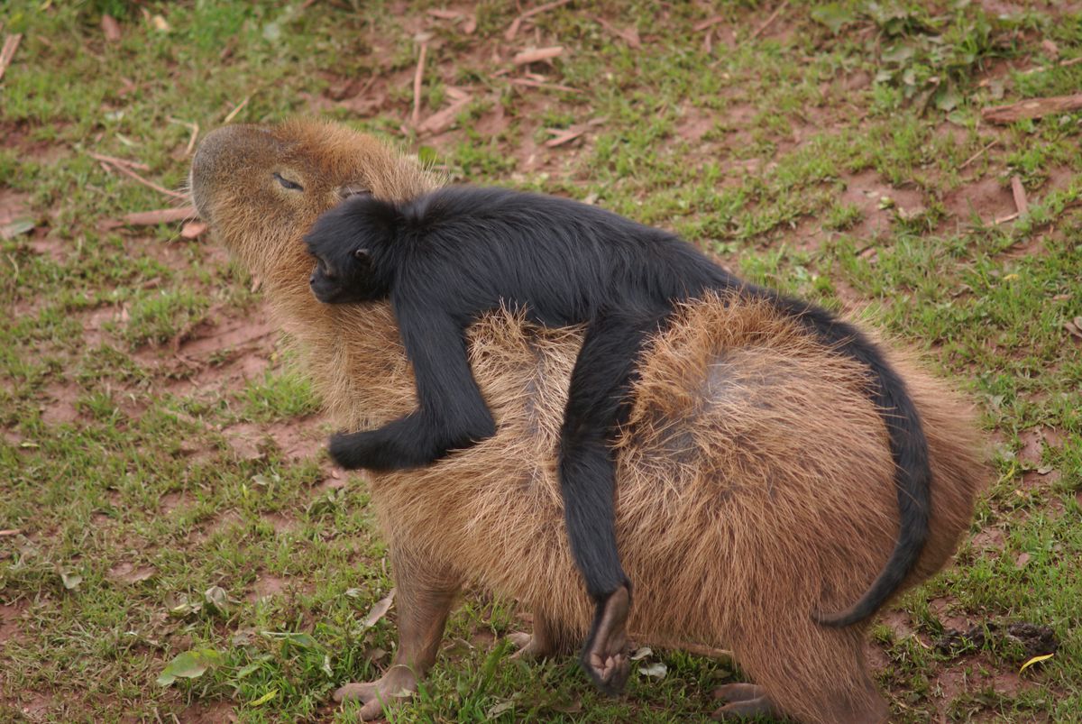 Kapybara su beždžione