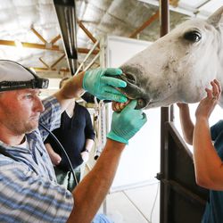 Dr. Lyle Barbour of South Mountain Equine talks with a group of students from Mountain Edge Veterinary Technology as he floats the teeth of a horse with the help of veterinary technician KeAnna Day on Tuesday, July 25, 2017.