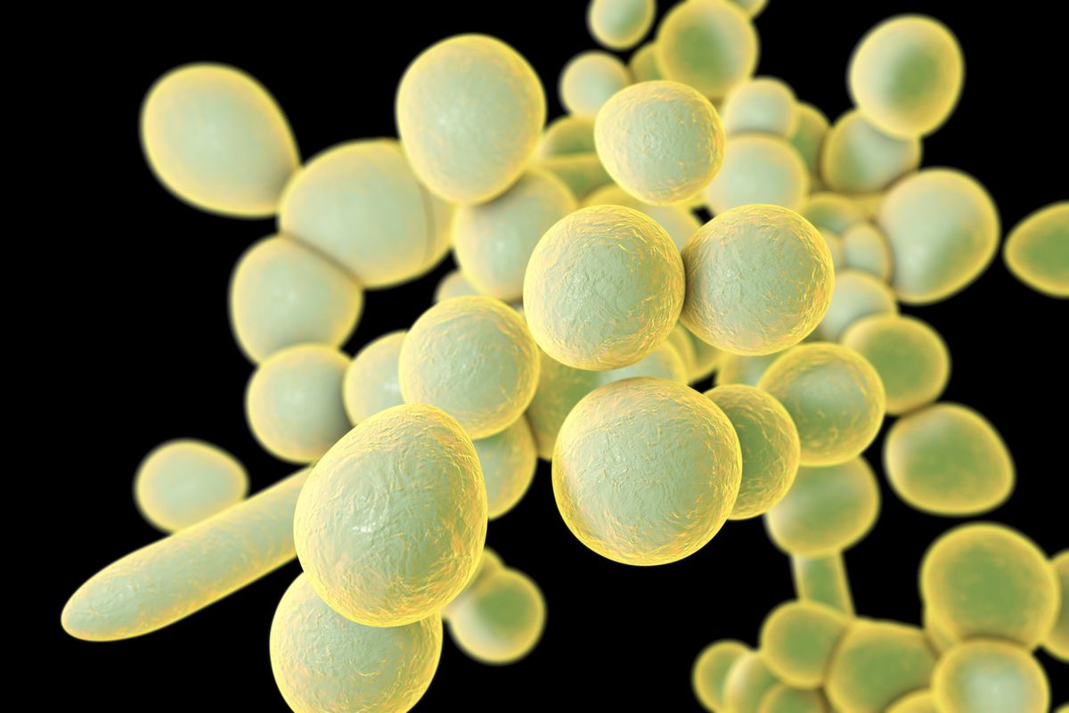 Computer illustration of the unicellular fungus (yeast) Candida auris.