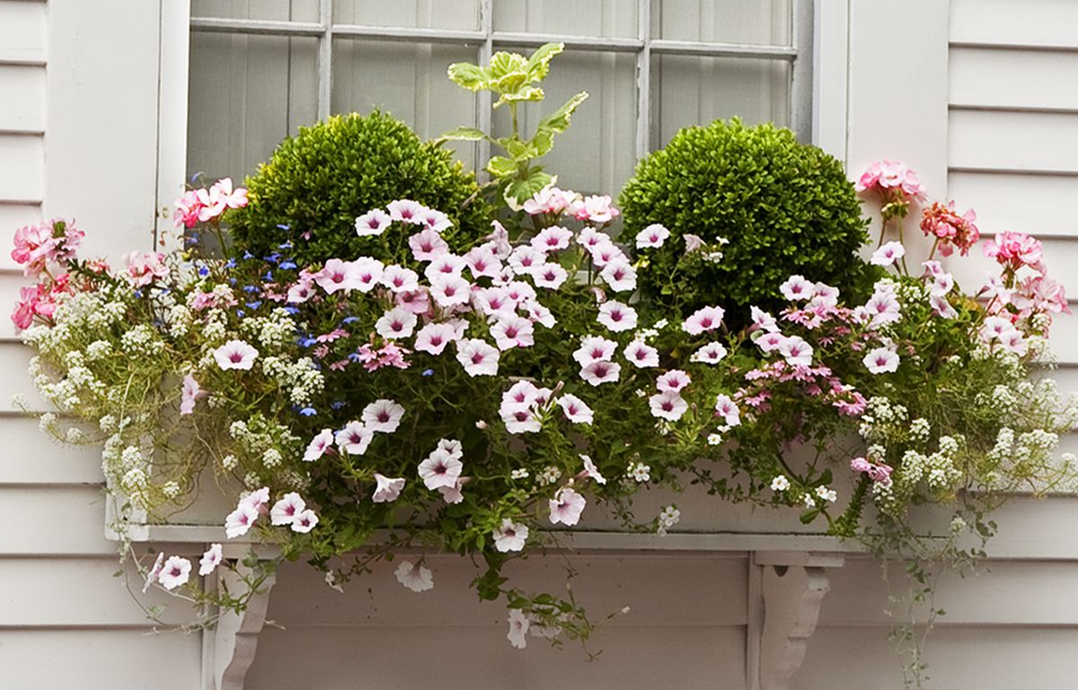 Potted Boxwood With Pink Flowers In DIY Window Box