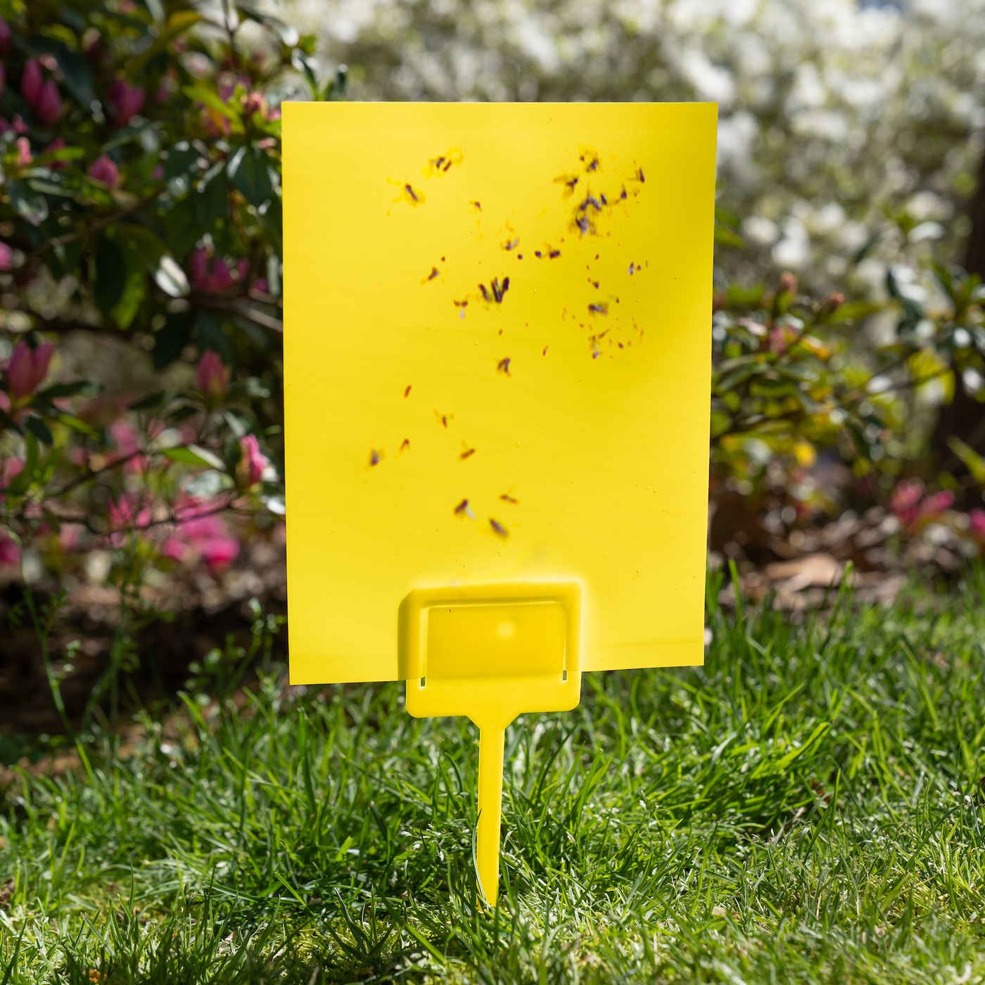 Flies Bee Catcher Pests Insect Hanging Trap Farming Gardening Pest-Killer-Tool 