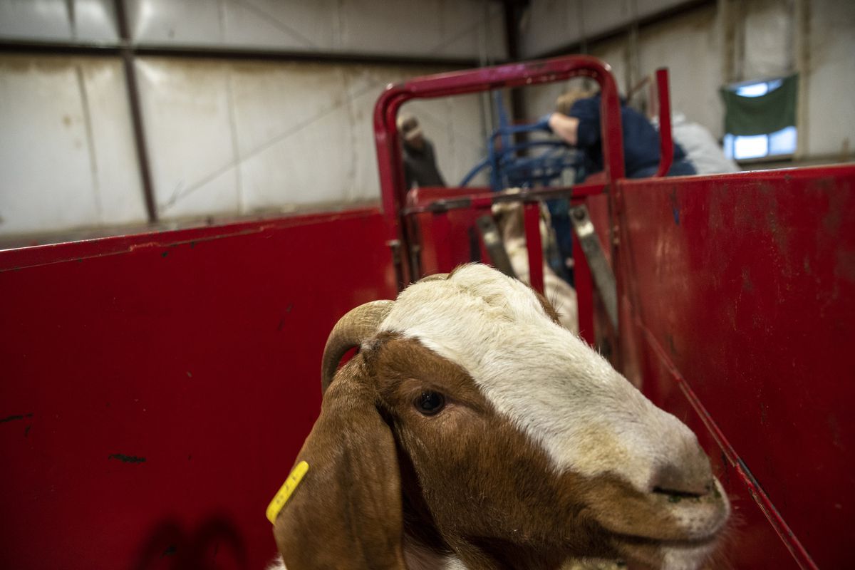 A pregnant goat is seen before getting an ultrasound in the Animal Science Farm at Utah State University in Logan on Thursday, Jan. 13, 2022.