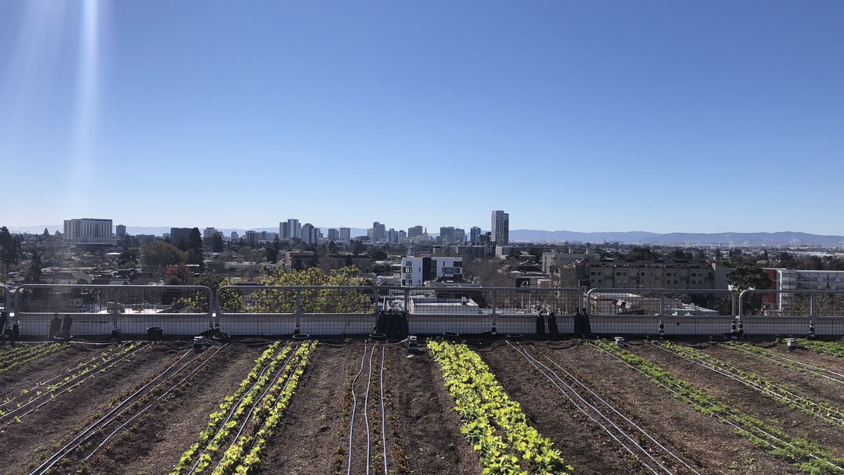 A view of the farm atop Whole Foods in Oakland.