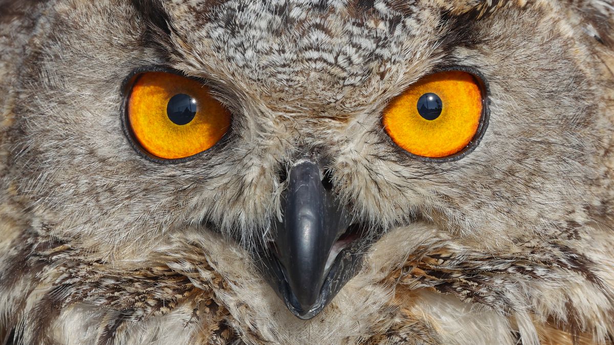 An owl seen in Van, Turkey.