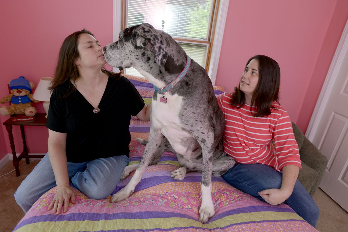 Married couple Dana and Kristy Dumont with Pixie, one of their two Great Danes, at home in Dimondale, Michigan, Tuesday, June 19, 2018. The Dumonts hope to be able to adopt children together.