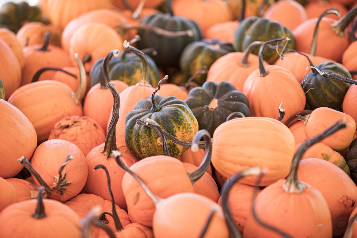 Mr. Jack O’Lanterns Pumpkin Patches Officially Open For 2021 Halloween Season