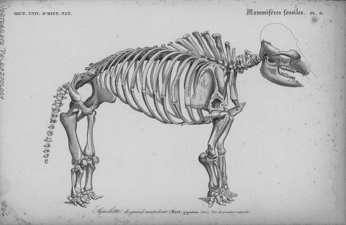 George Cuvier's 1806 drawing of the Giant Mastodon.