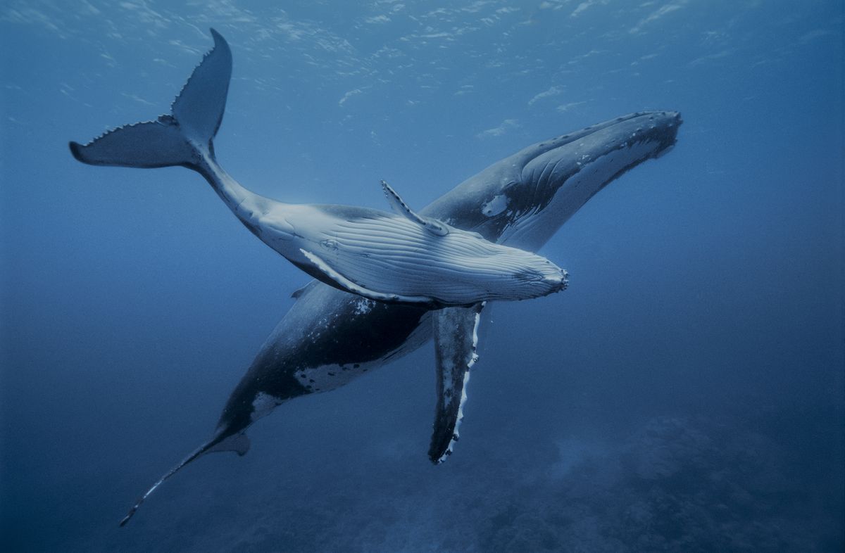 A humpback whale and her calf swim through blue waters; the calf seems to be mid-roll, with its belly towards the camera. 