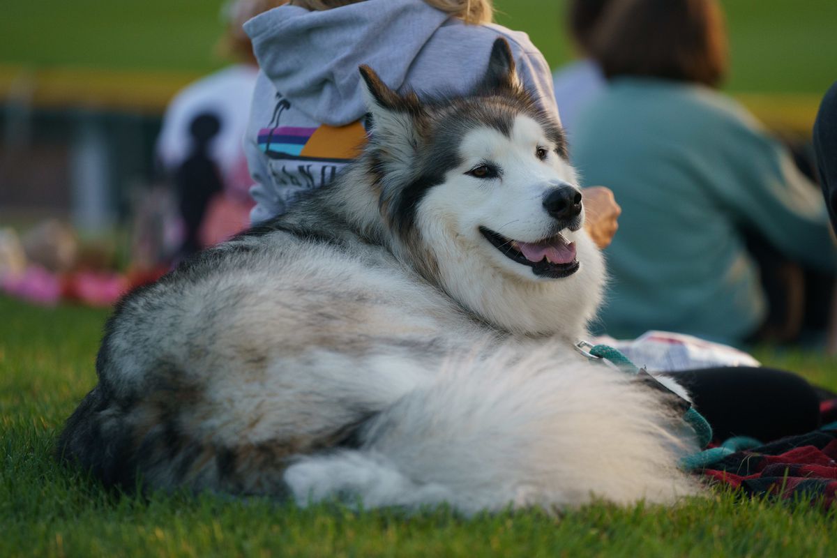 Outdoors, on the grass berm of a ballpark, a large Husky-type dog is curled up with its tail fur all fanned in every direction. 