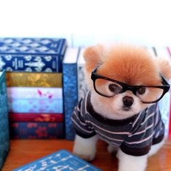 <b>Boo</b> (<a href=”http://www.instagram.com/buddyboowaggytails”>@buddyboowaggytails</a><br> 
Boo, the “world's cutest dog” has to share the limelight with this brother Buddy on Instagram, but we all know that the 8-year-old Pomeranian is the real star 
