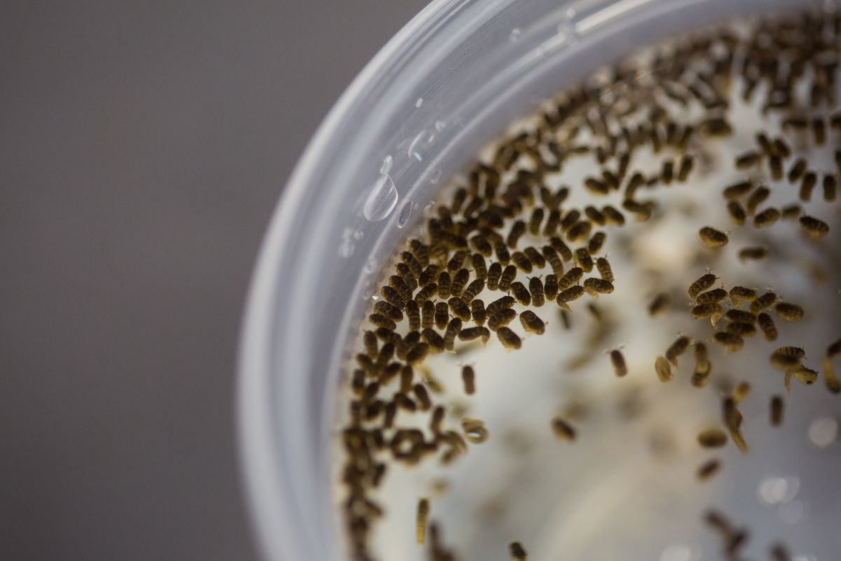 Sao Paulo Lab Produces Genetically-Modified Mosquitoes To Combat Zika Virus