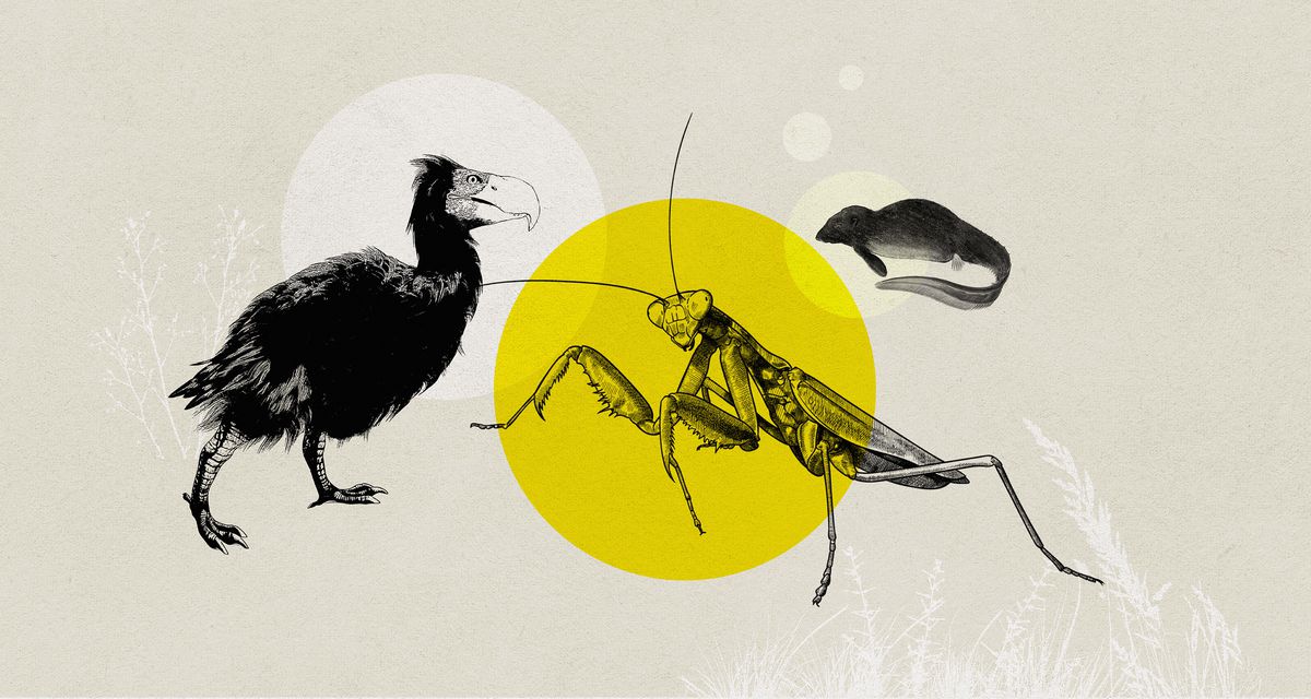 An illustration of a dodo-like bird, a large praying mantis, and an aquatic rat.