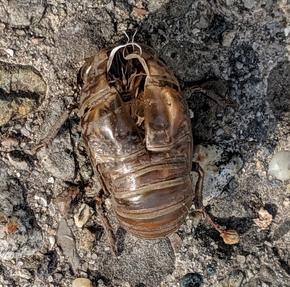 A husk of an annual (dog-day) cicada, from mid-August in 2019; annual cicadas are more summer insects. Credit: Dale Bowman