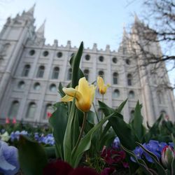 Flowers around Temple Square during General Conference in Salt Lake City on Saturday, April 6, 2013.