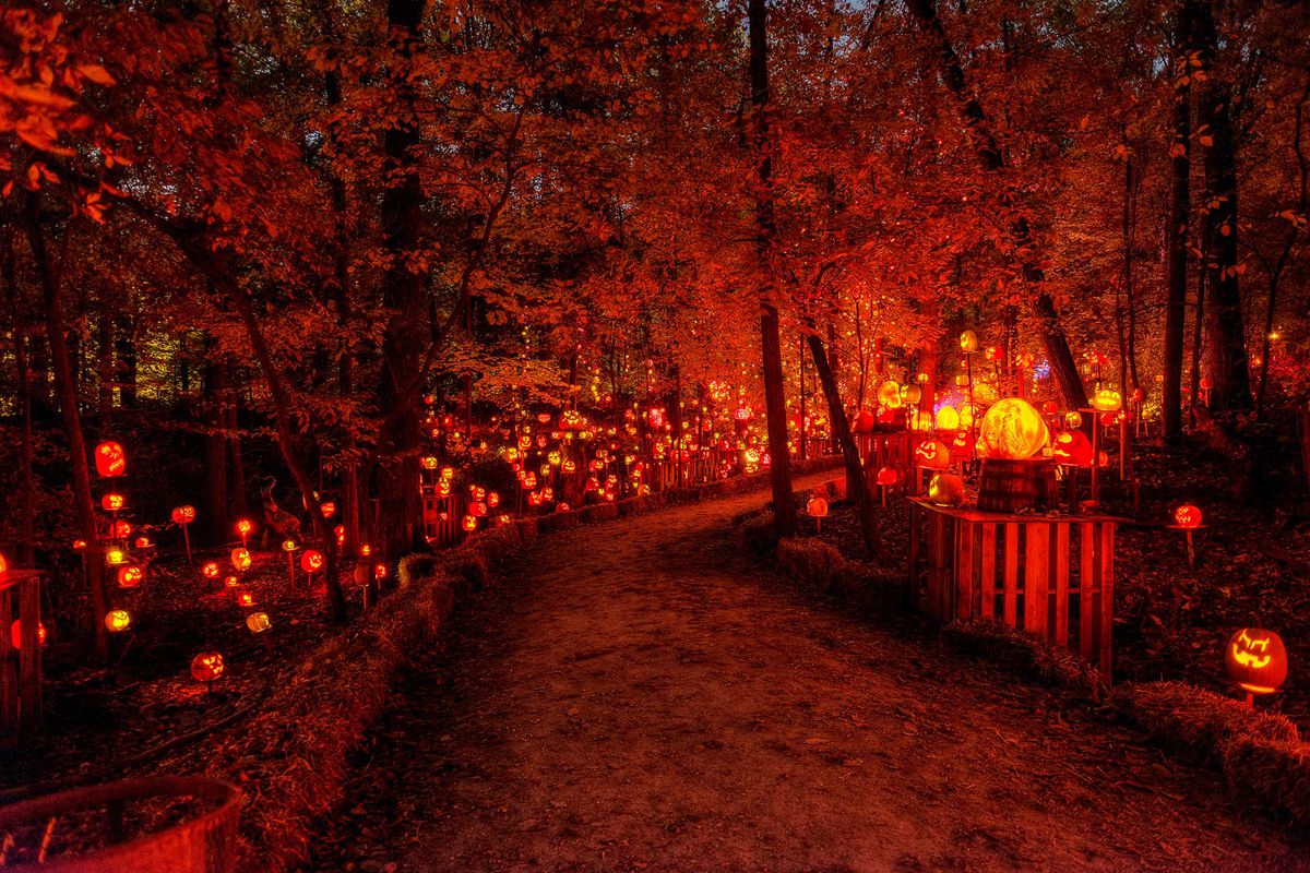 A darkened path illuminated by ornately carved pumpkins 